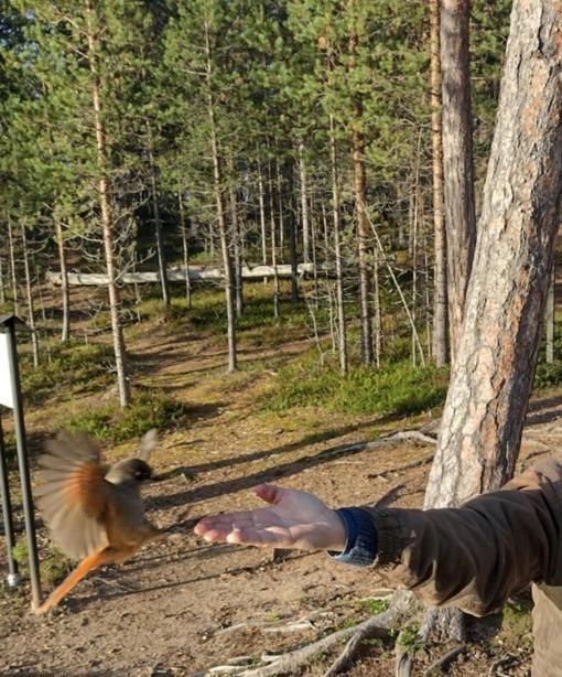 Villa Lusma Inari Zewnętrze zdjęcie